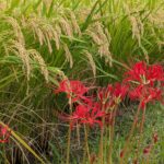 第１９６回投稿写真展