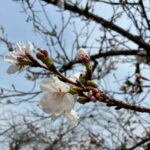 第２１７回投稿写真展